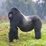 gorilla