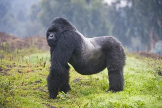 gorilla