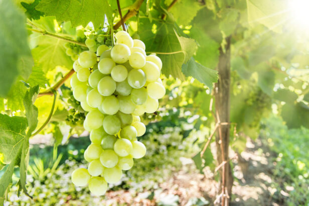 White grape juice